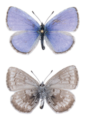 Celastrina asheri