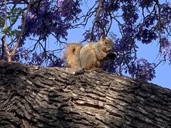 Sciurus niger