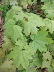 Acer platanoides