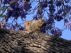 Sciurus niger