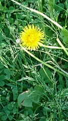 Taraxacum officinale