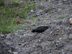 Sturnus vulgaris
