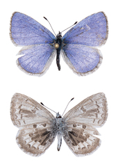 Celastrina asheri