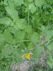Chelidonium majus