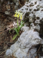Orchis pauciflora