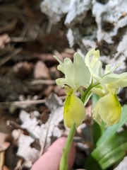 Orchis pauciflora