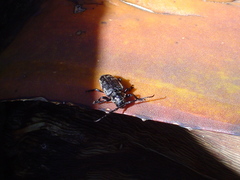 Acanthoderes funeraria