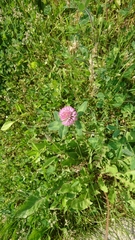 Trifolium pratense