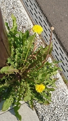 Taraxacum officinale