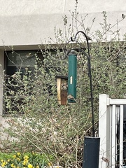 Passer domesticus