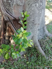 Ficus natalensis natalensis