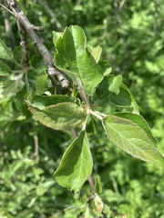 Malus