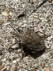 Prionosoma podopioides