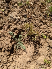 Lomatium canbyi
