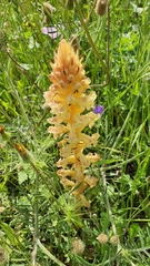 Orobanche amethystea amethystea