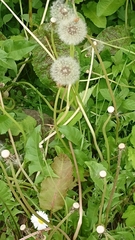 Taraxacum officinale