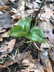 Trillium grandiflorum
