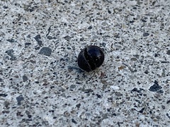 Armadillidium vulgare