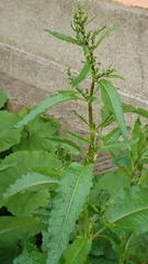 Rumex