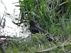 Sturnus vulgaris