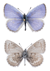 Celastrina asheri