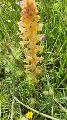 Orobanche amethystea amethystea