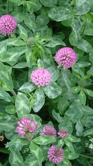 Trifolium pratense