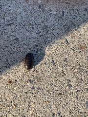 Armadillidium vulgare