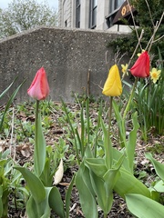 Tulipa