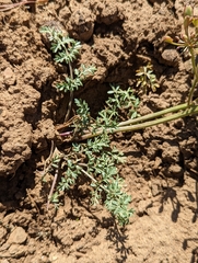 Lomatium canbyi