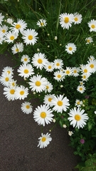 Leucanthemum vulgare