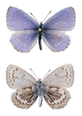Celastrina asheri
