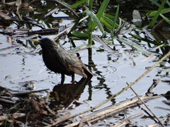Sturnus vulgaris