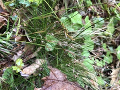 Luzula forsteri