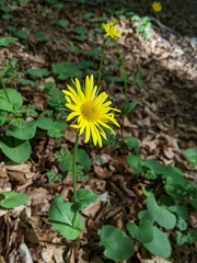Doronicum