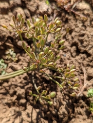 Lomatium canbyi
