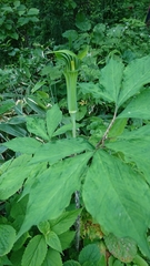 Arisaema serratum