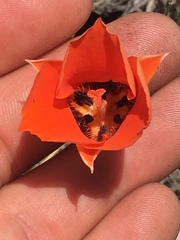 Calochortus kennedyi kennedyi