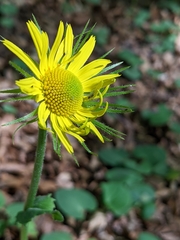 Doronicum