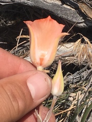 Calochortus kennedyi kennedyi