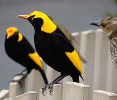 Regent Bowerbird photo 5