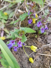 Glechoma hederacea