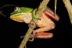 Phyllomedusa distincta