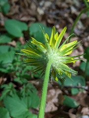 Doronicum