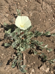 Calystegia malacophylla