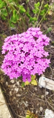 Achillea asiatica