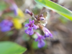Glechoma hederacea