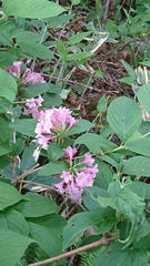 Weigela hortensis