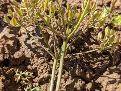 Lomatium canbyi