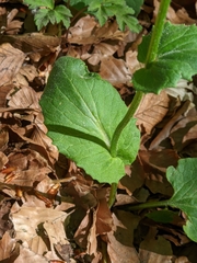 Doronicum